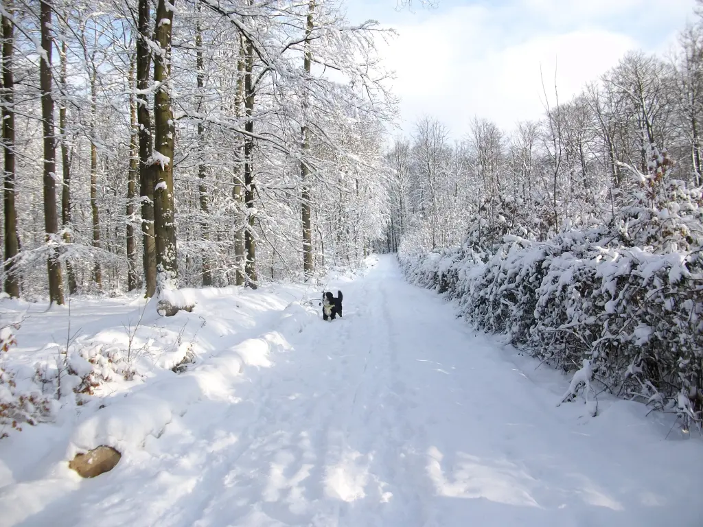 Condolence image of Dieter