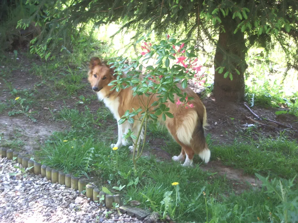 Condolence image of Katharina mit Merle im Herzen