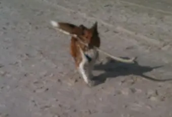 Condolence image of Katharina mit Merle im Herzen