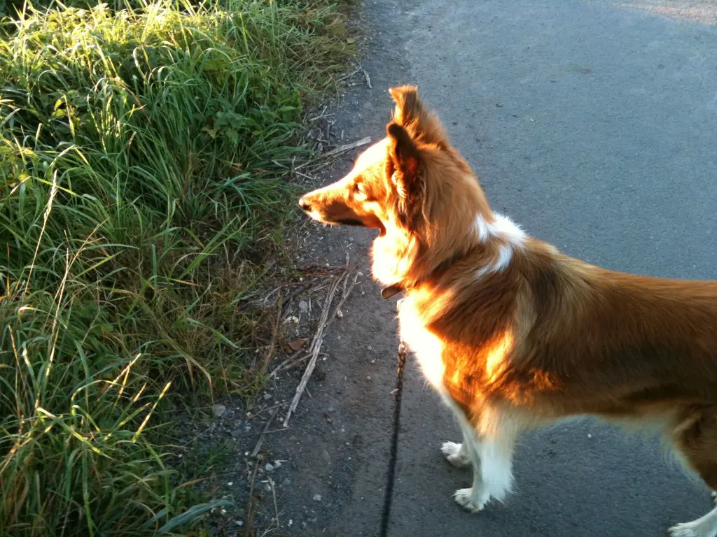 Condolence image of Katharina mit Merle im Herzen