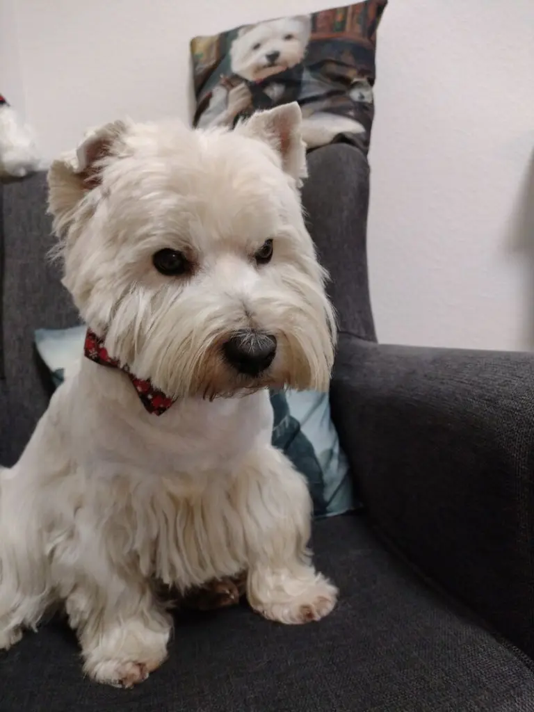 Andachtsbild von Monika Merlin u Quincy im Herzen 