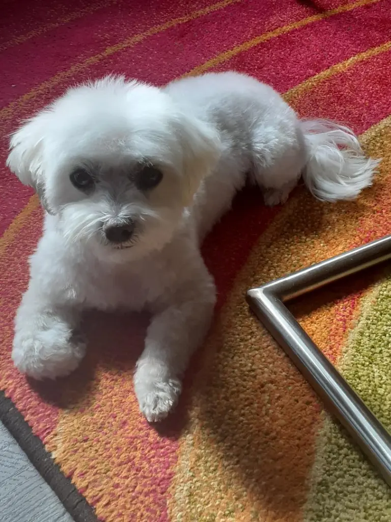 Andachtsbild von Annette