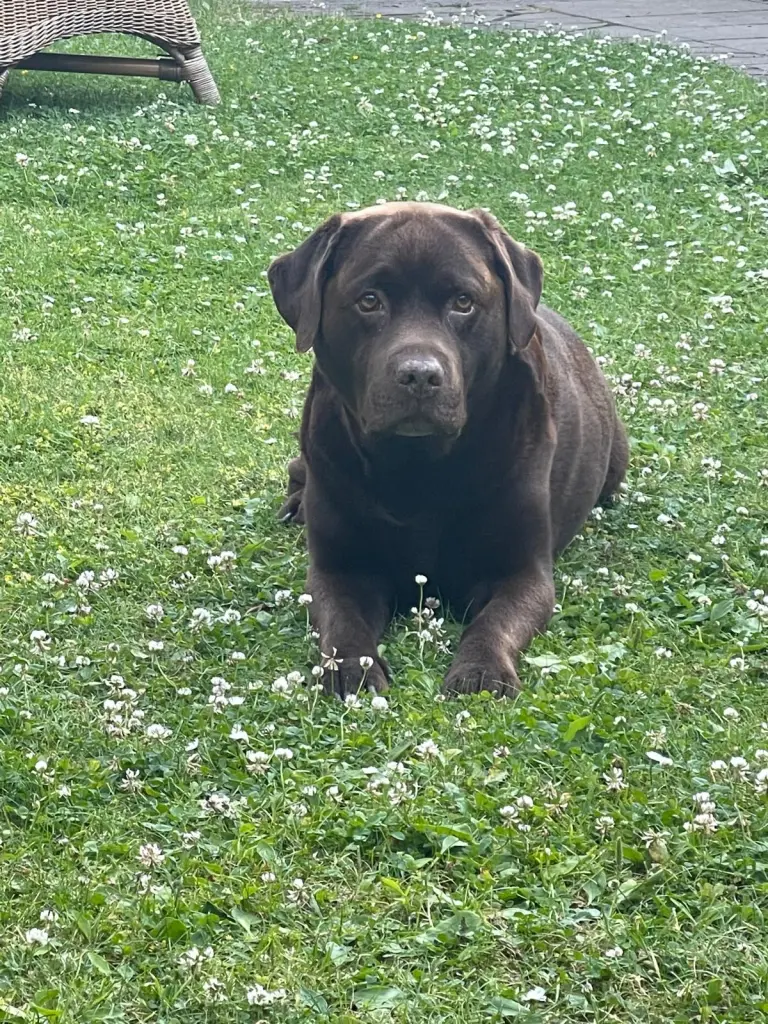 Bild von Majo