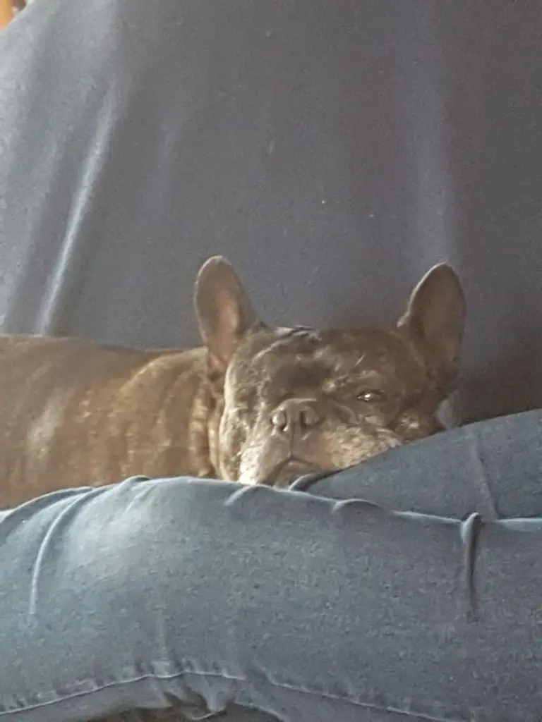 Condolence image of Alois und Gudrun mit Yoda im ❤️