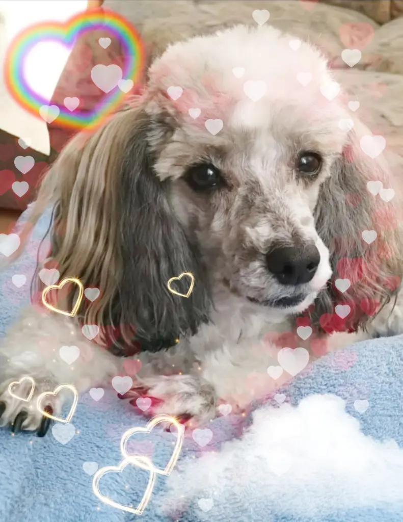 Condolence image of In Liebe von Nicky