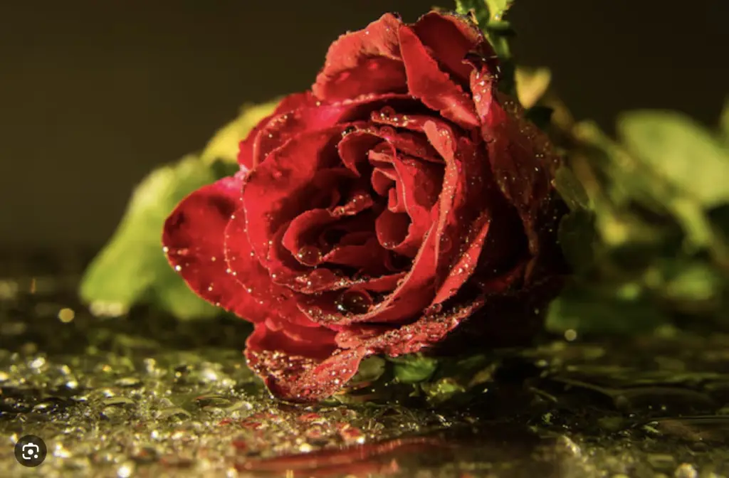 Condolence image of Wenke mit Lilli im❤️