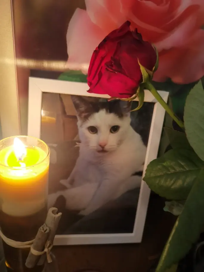 Condolence image of Olena mit Lesik im Herzen ❤