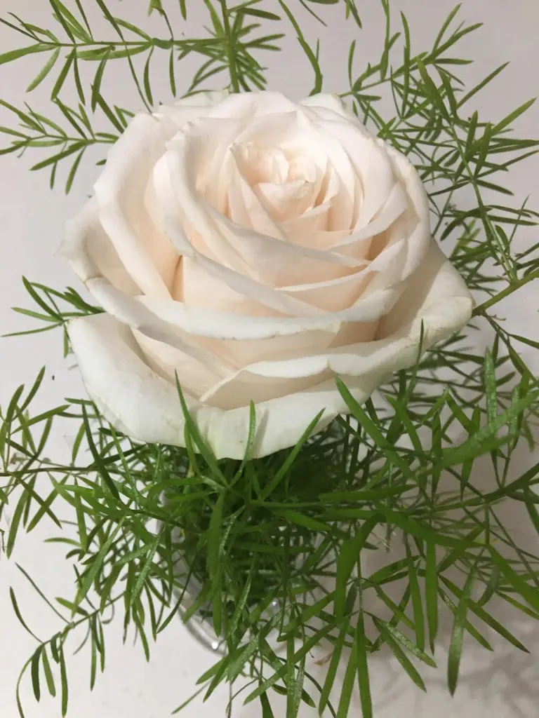 Condolence image of JJ. ♥️