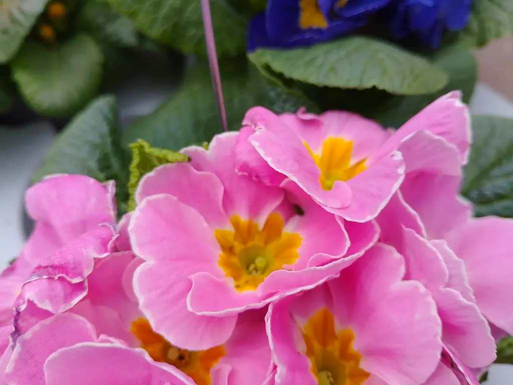 Condolence image of Snoopy mit Aliya