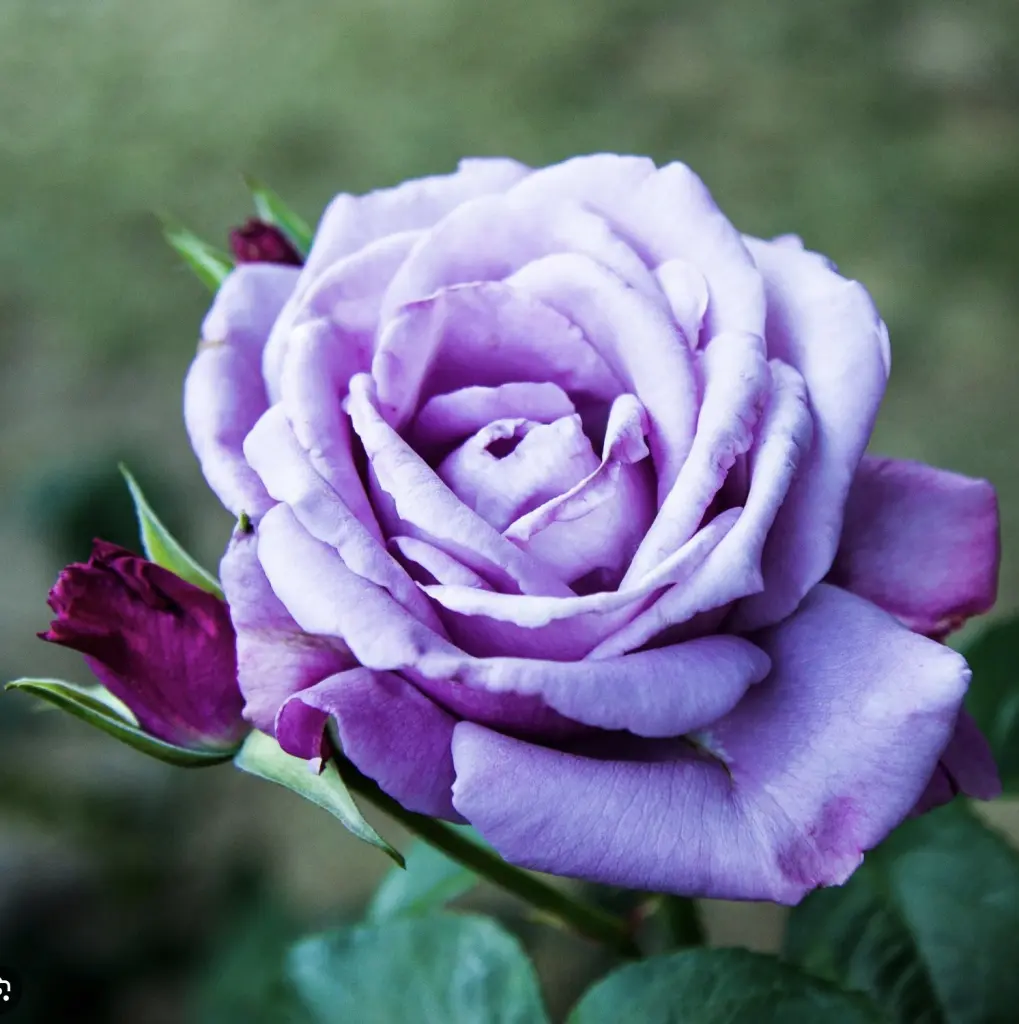 Condolence image of Wenke mit Lilli im❤️