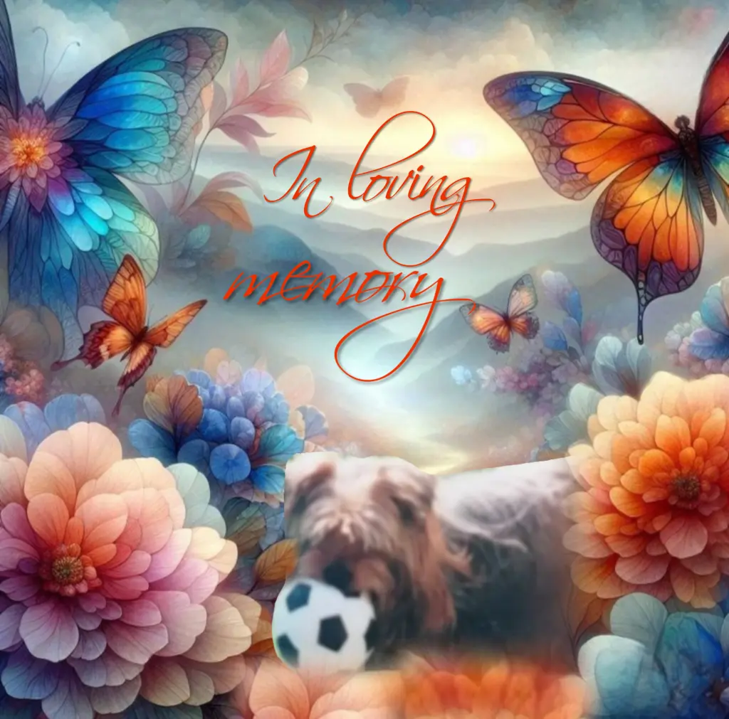 Condolence image of Micky♥️ geliebt♥️ und unvergessen♥️ 