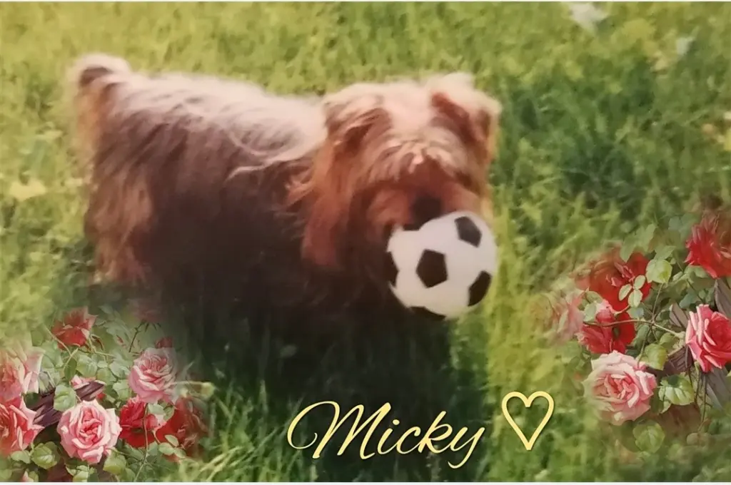 Condolence image of Immer ♡in♡meinem♡Herzen ♡