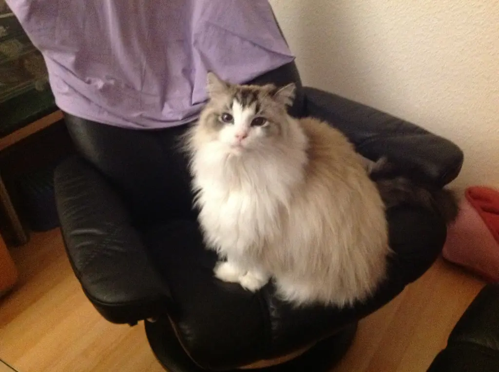 Condolence image of Sabine mit Pretty tief im Herzen 