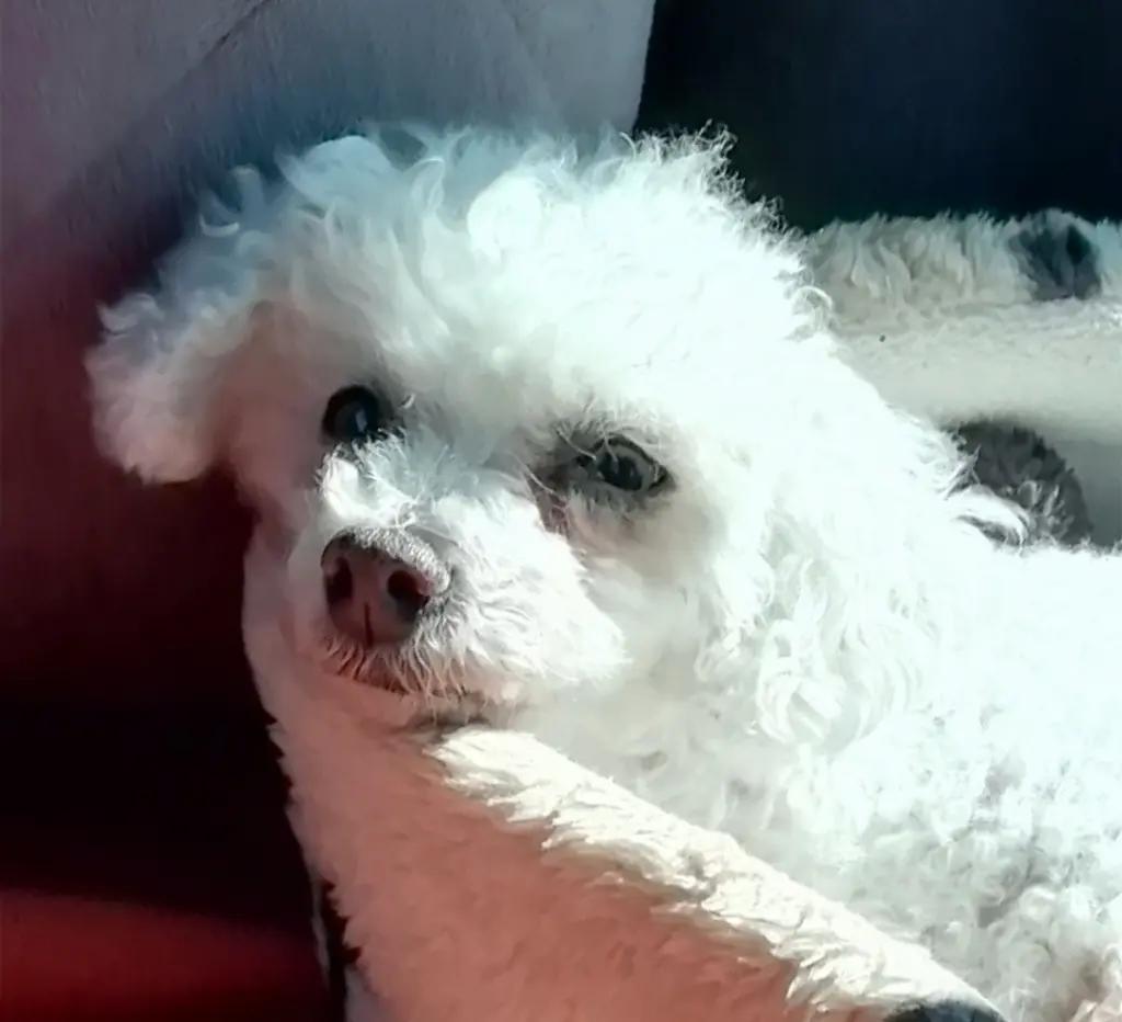 Condolence image of Immer ♡in♡meinem♡Herzen ♡