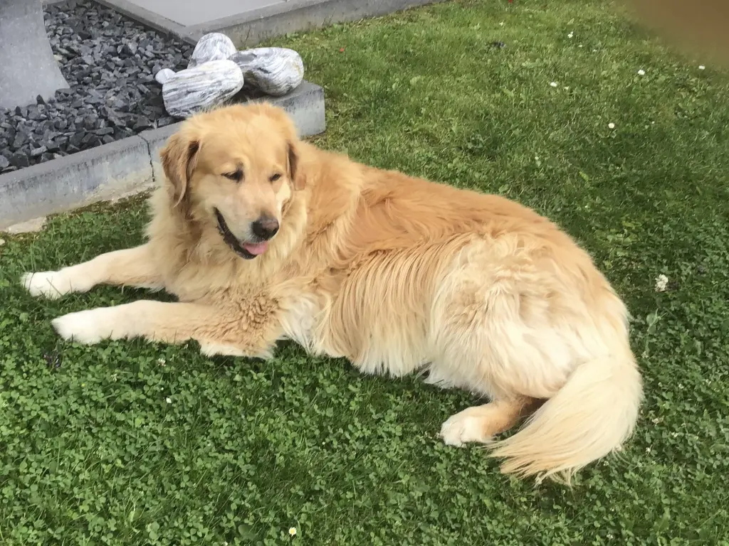 Condolence image of Angelika mit Luna ❤️