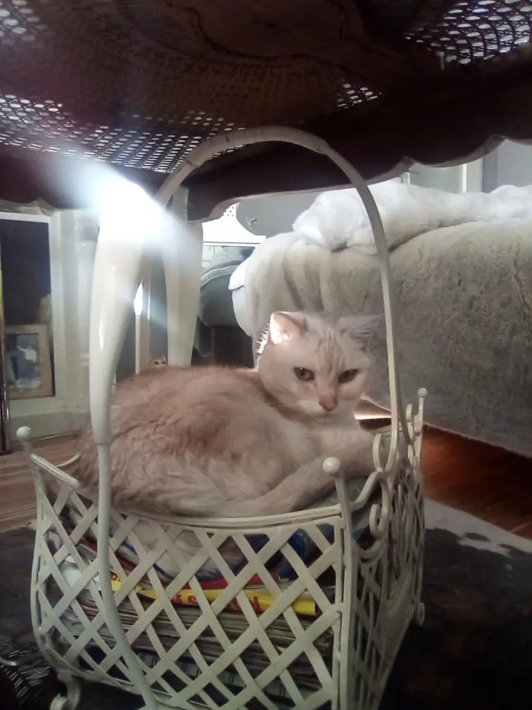 Condolence image of Beate mit Elvis im Herzen ❤