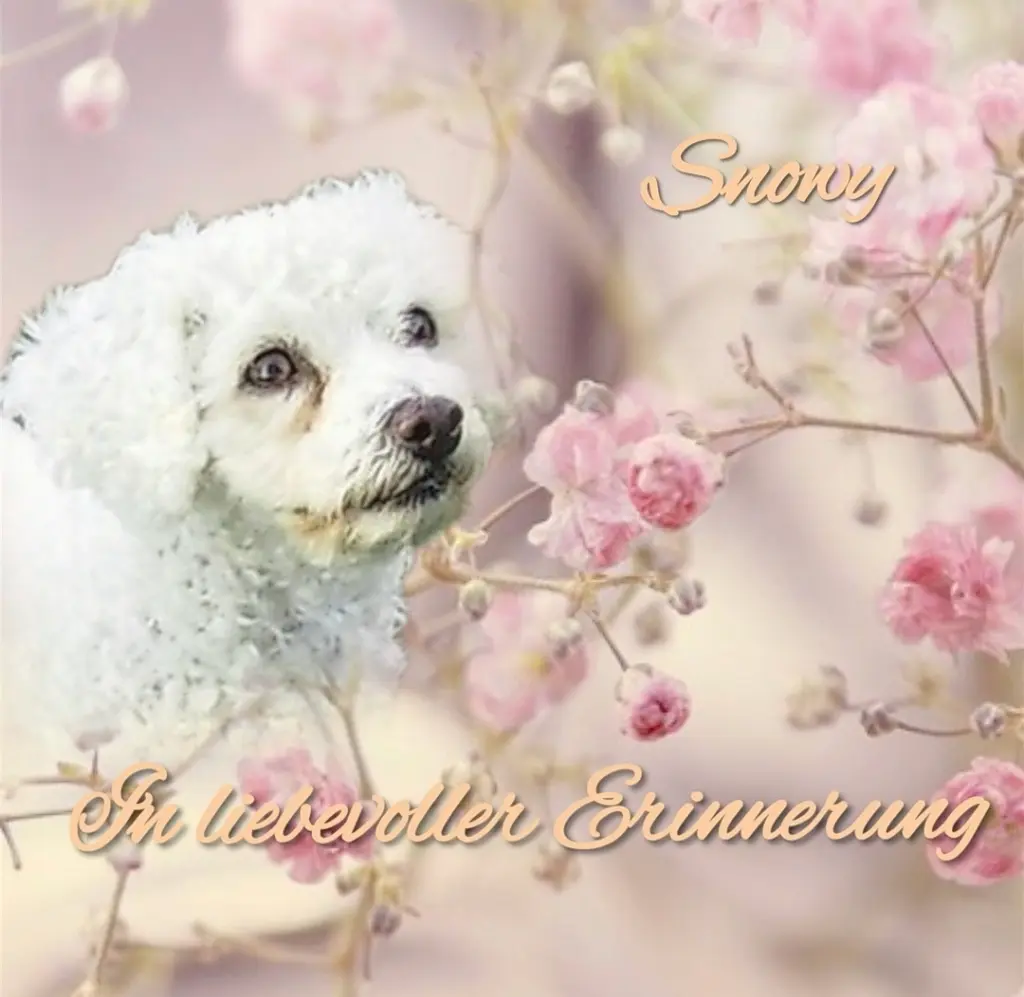 Condolence image of Immer ♡in♡meinem♡Herzen ♡