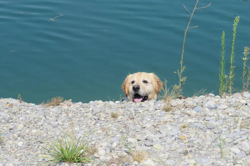 Condolence image of Monti f Snowy❤️⭐️