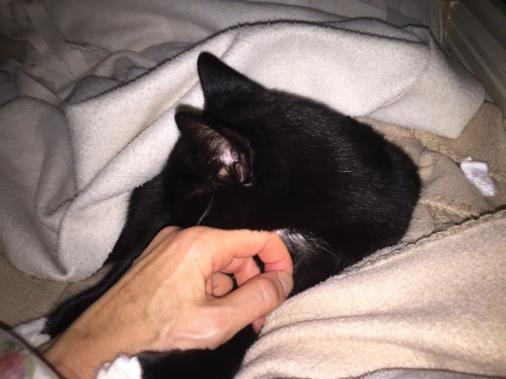 Condolence image of Heide mit Cita im Herzen❤️