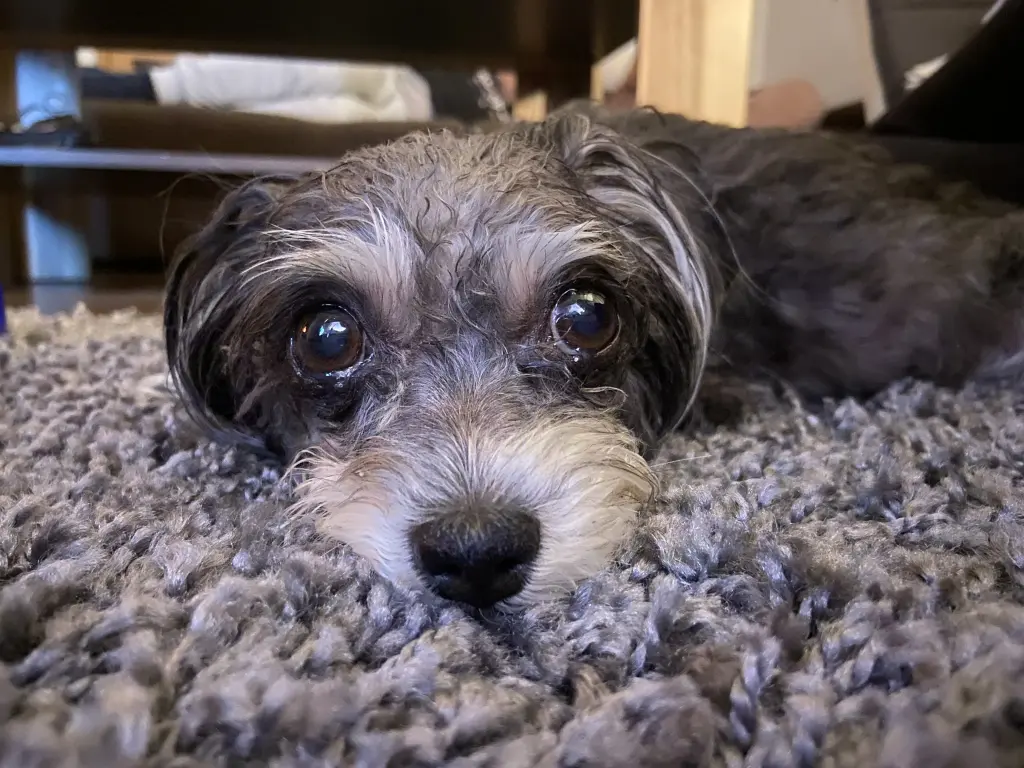 Condolence image of Anja mit Amy im Herzen