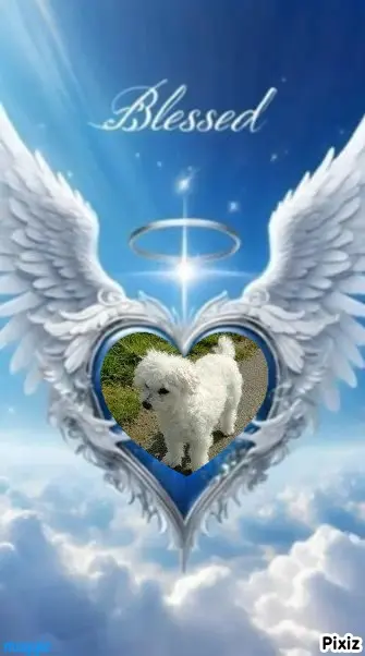 Condolence image of Tanja mit Timmy im Herzen 