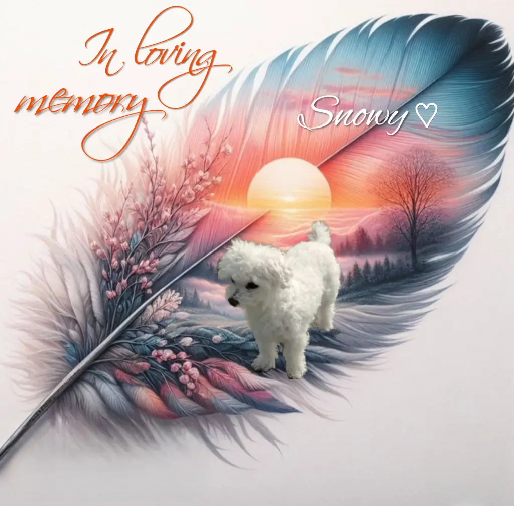 Condolence image of Snowy♥️ geliebt♥️ und unvergessen♥️ 