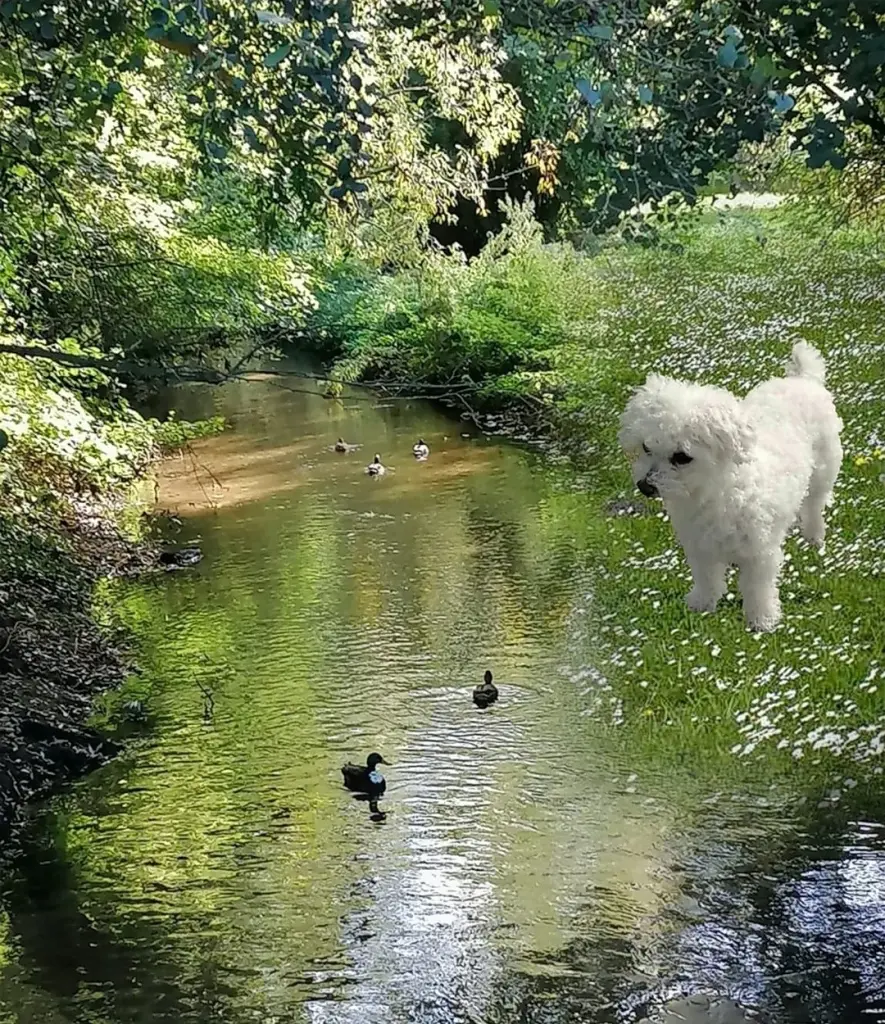 Condolence image of Immer ♡in♡meinem♡Herzen ♡