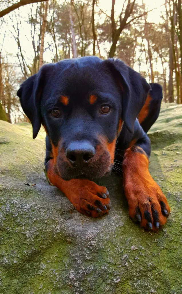 Condolence image of Big Boy ♥️