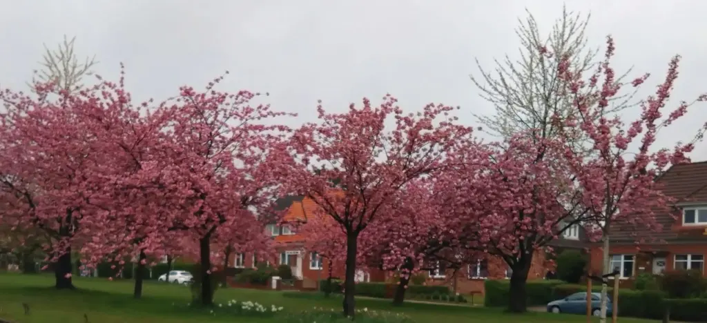 Condolence image of Bel mit Donna im Herzen
