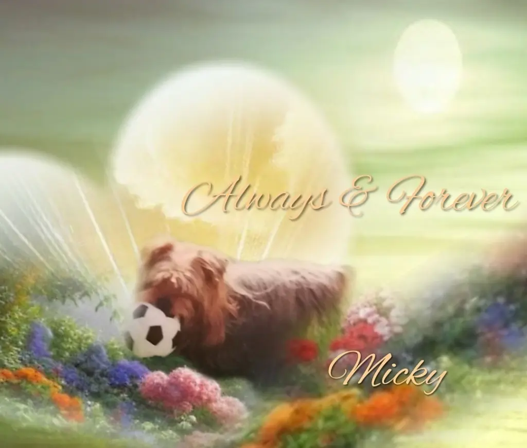 Condolence image of ♡Immer in unsere Herzen ♡