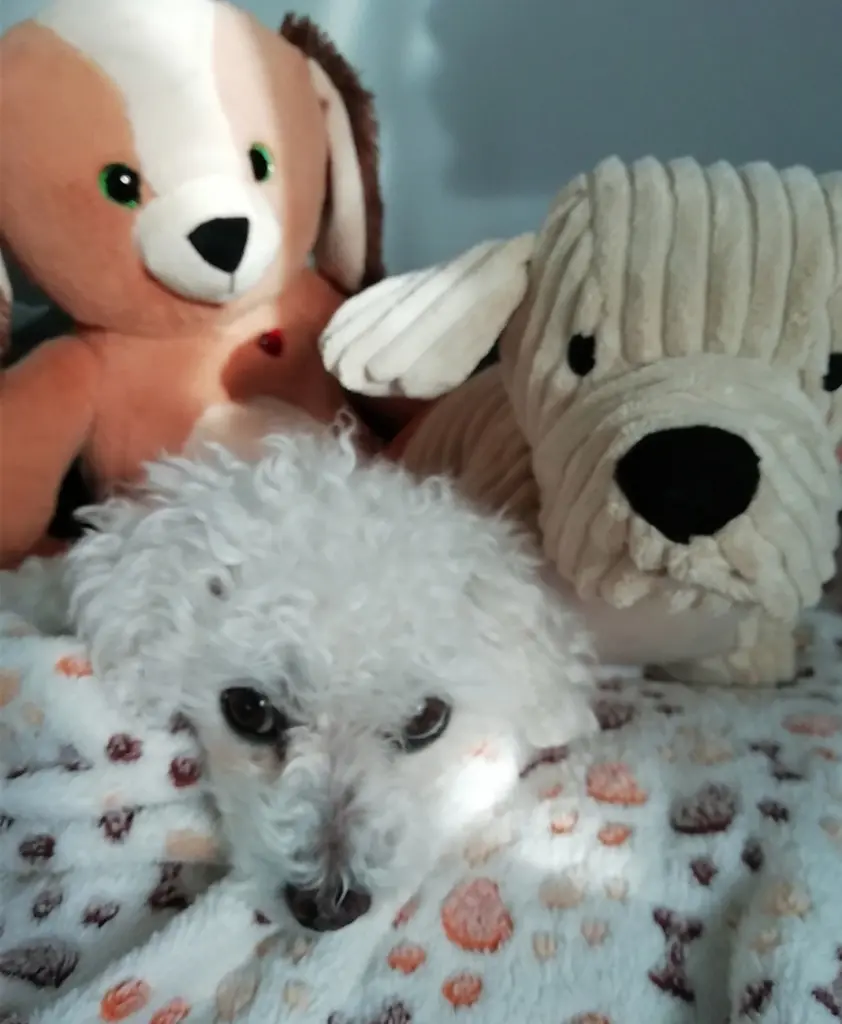 Condolence image of Snowy ♡