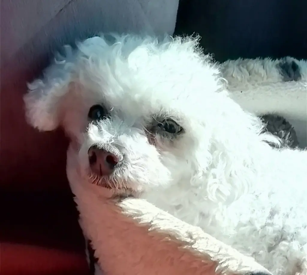 Condolence image of Immer ♡in♡meinem♡Herzen ♡