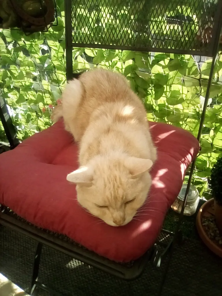 Condolence image of Beate mit Elvis im Herzen ❤