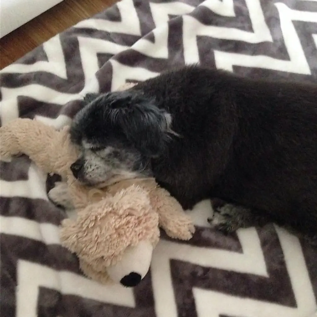 Condolence image of Cuddles ❤️