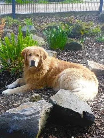 Condolence image of Angelika mit Luna ❤️