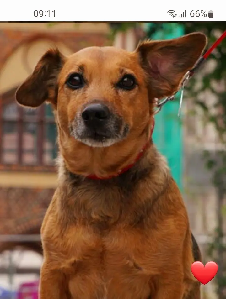 Condolence image of Manuela mit Fiby  im Herzen ♥ 