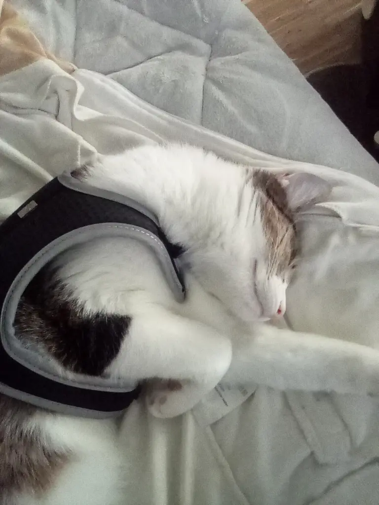 Condolence image of Beate mit Elvis im Herzen ❤