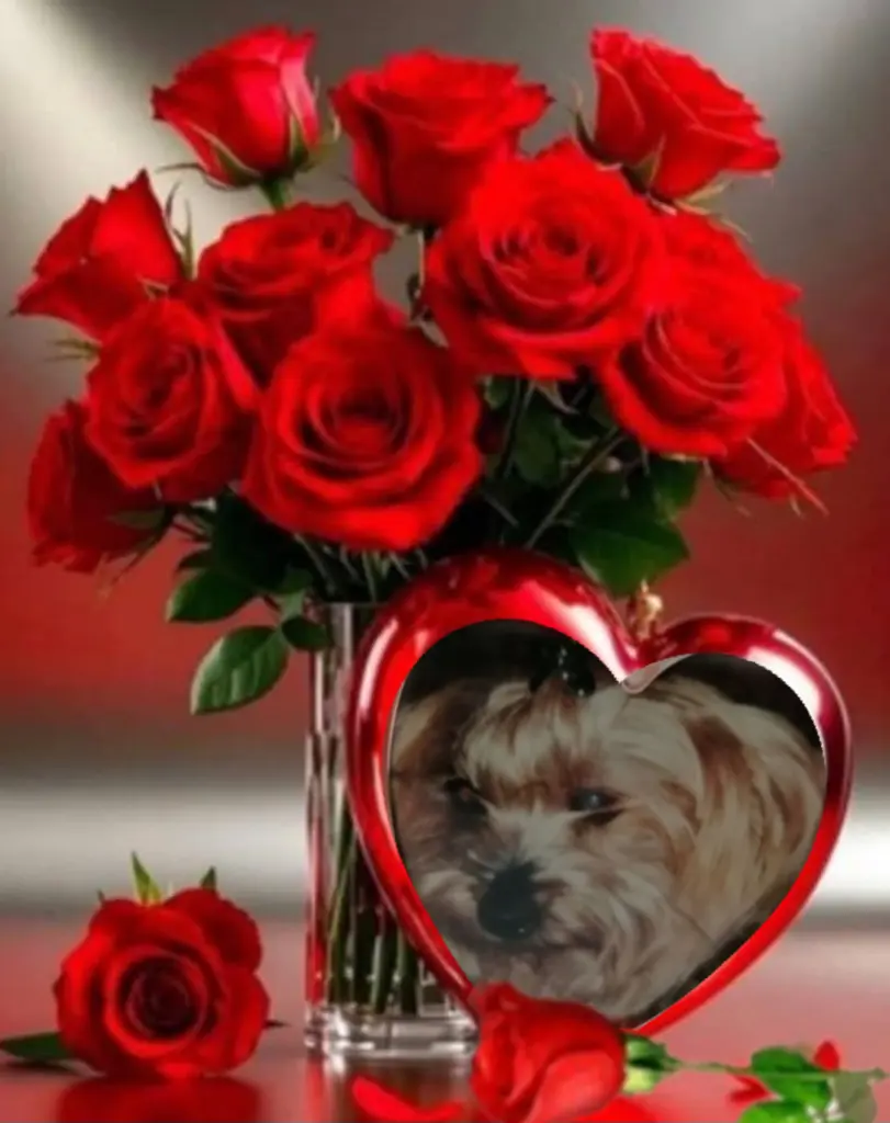 Condolence image of Daisy♥️ geliebt♥️ und unvergessen♥️ 