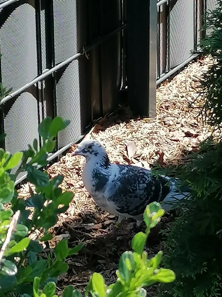 Condolence image of Immer ♡in♡meinem♡Herzen ♡