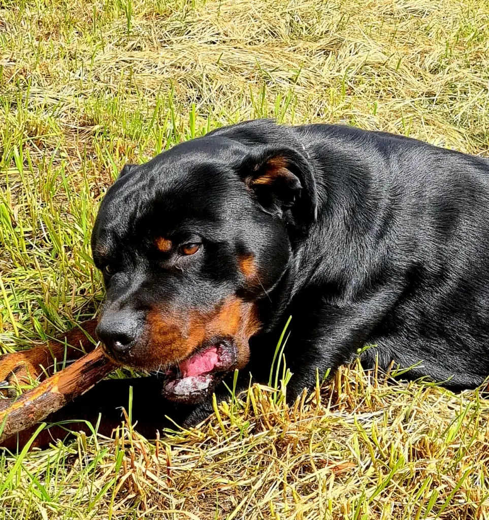 Condolence image of Nicole mit Big-Boy im ❤️