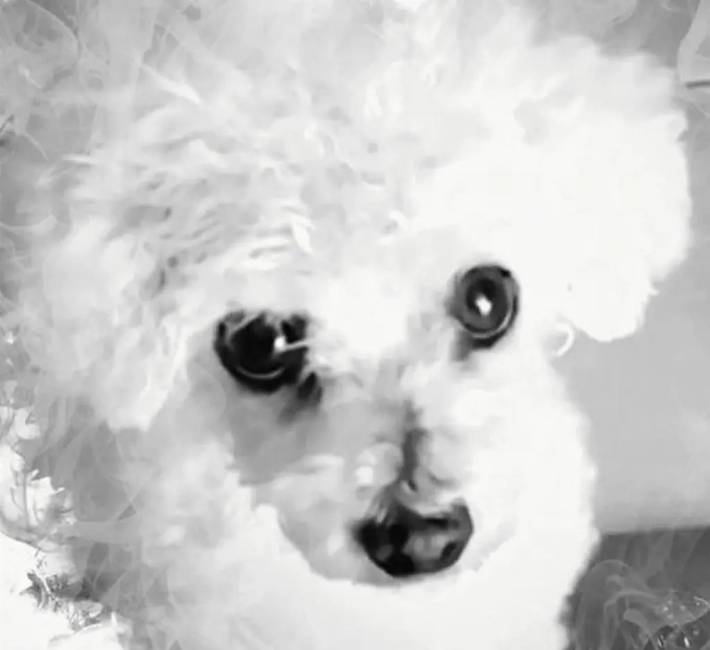 Condolence image of ♡Dankeschön ♡