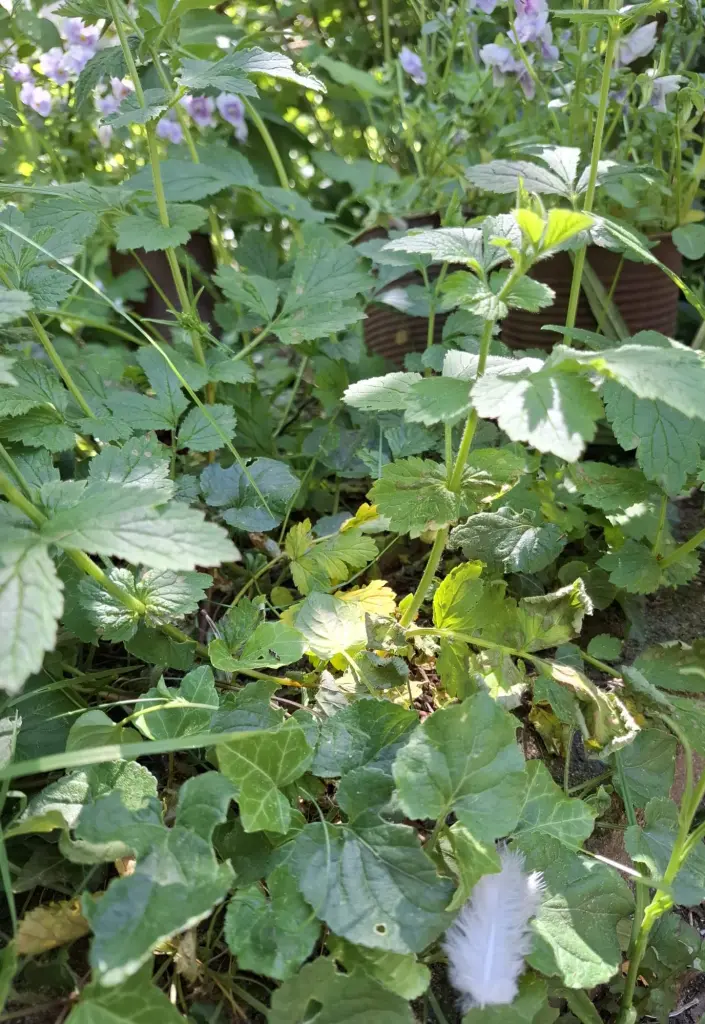 Condolence image of Heike und Tucker