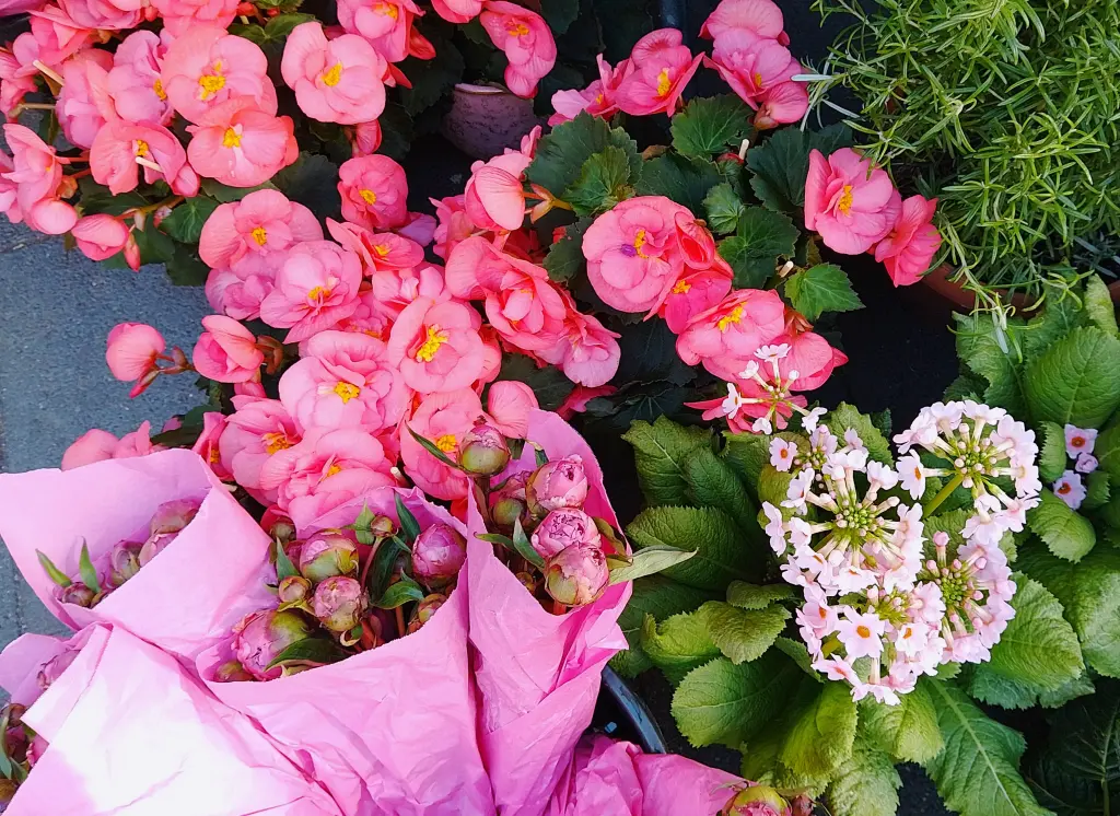 Condolence image of Dein treuer Freund Snupik