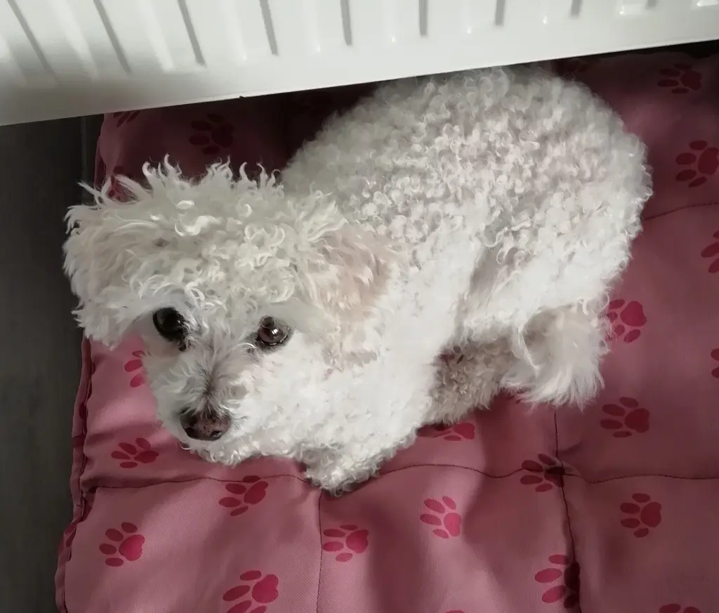 Condolence image of Immer ♡in♡meinem♡Herzen ♡