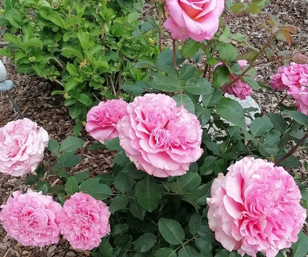 Condolence image of Immer ♡in♡meinem♡Herzen ♡