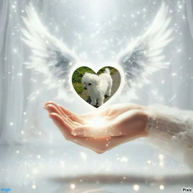 Condolence image of Tanja mit Timmy im Herzen