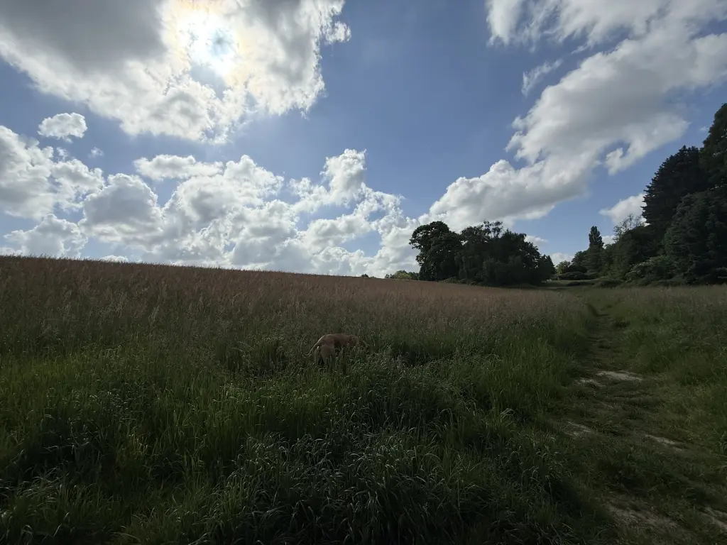 Condolence image of Für Snowy unvergessenes Lockenköpfchen