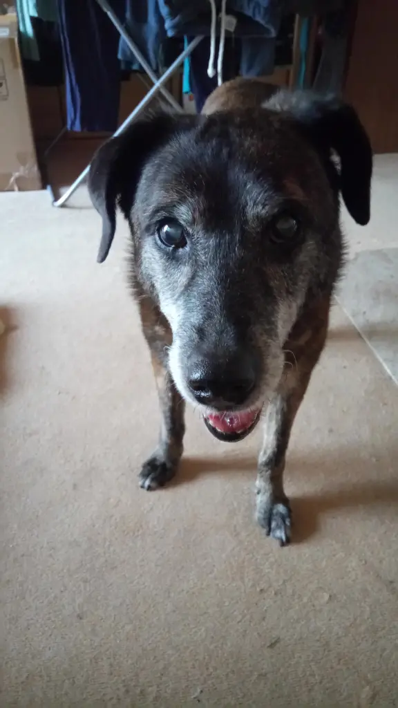 Condolence image of Gabi mit Max 