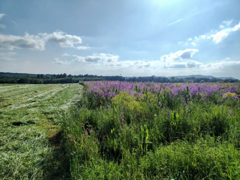 Condolence image of Corinna mit Emma, Vinni-Ved , Linette, Blacky, Jengi, Pummelchen und anderen Sternleine im Herzen
