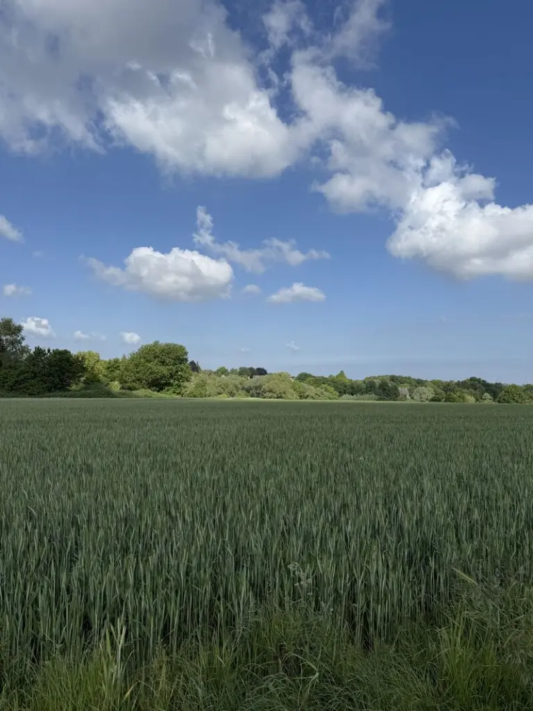 Condolence image of ♥️Danke